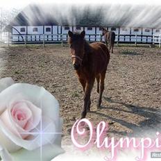 Standardbred Olympia(passer hende)