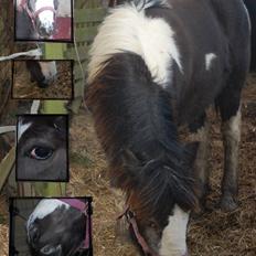 Irish Cob Mr. Pepper 