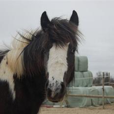 Irish Cob Mr. Pepper 