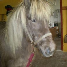 Islænder Solgt: Jóki fra Voreslyst