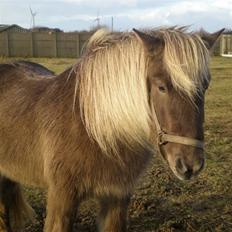 Islænder Solgt: Jóki fra Voreslyst