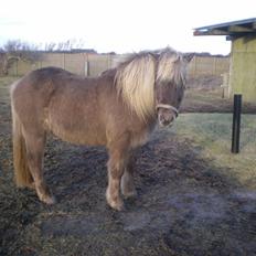 Islænder Solgt: Jóki fra Voreslyst