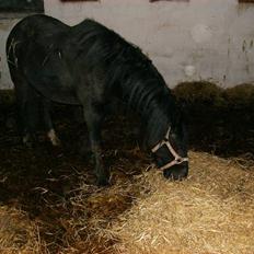 Welsh Pony af Cob-type (sec C) Zemtao-Hougård Solgt