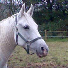 Shagya Araber (SH) Anky