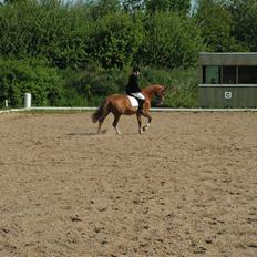Anden særlig race  R.I.P. Flicka