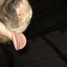 Haflinger payana weiblich *solgt*