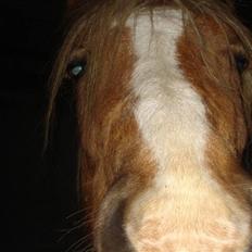 Haflinger payana weiblich *solgt*
