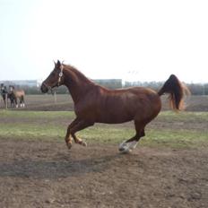 Anden særlig race Figaro 