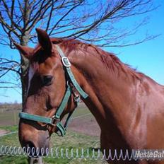 Anden særlig race Figaro 