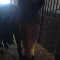 New Forest Tanholt Lukas *Halvpart*