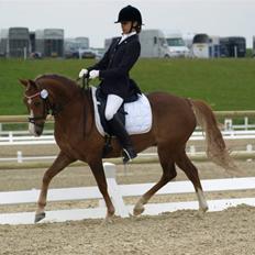 Hollandsk Sportspony Mady B-pony solgt