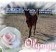 Standardbred Olympia(passer hende)