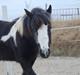 Irish Cob Mr. Pepper 