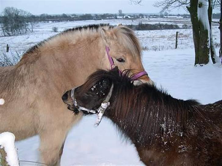 Shetlænder Tarzan - Tarzan og Fleur <3 billede 7