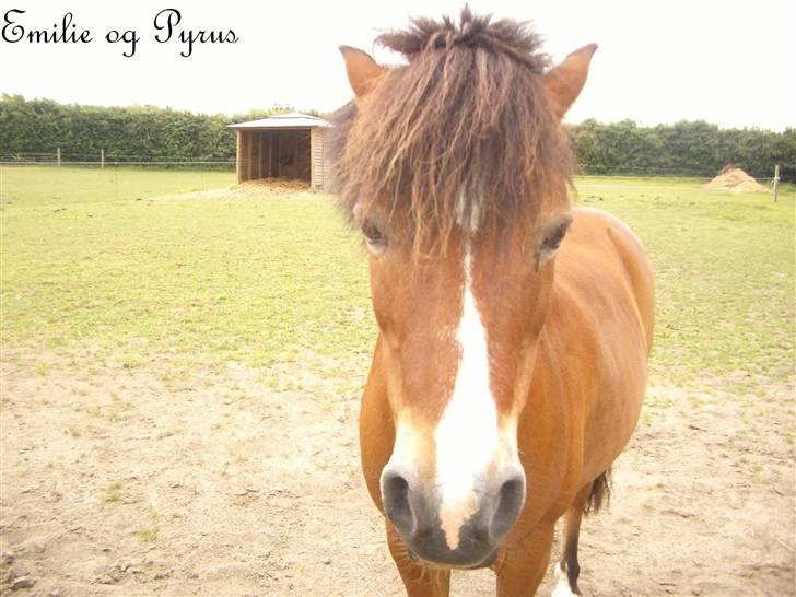 Anden særlig race Pyrus billede 12