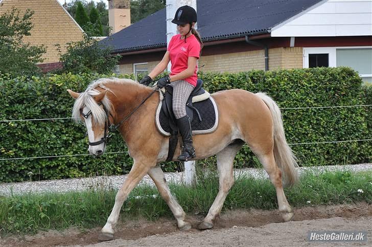 Tyroler Haflinger *Prinsesse* Silvia<3 billede 20