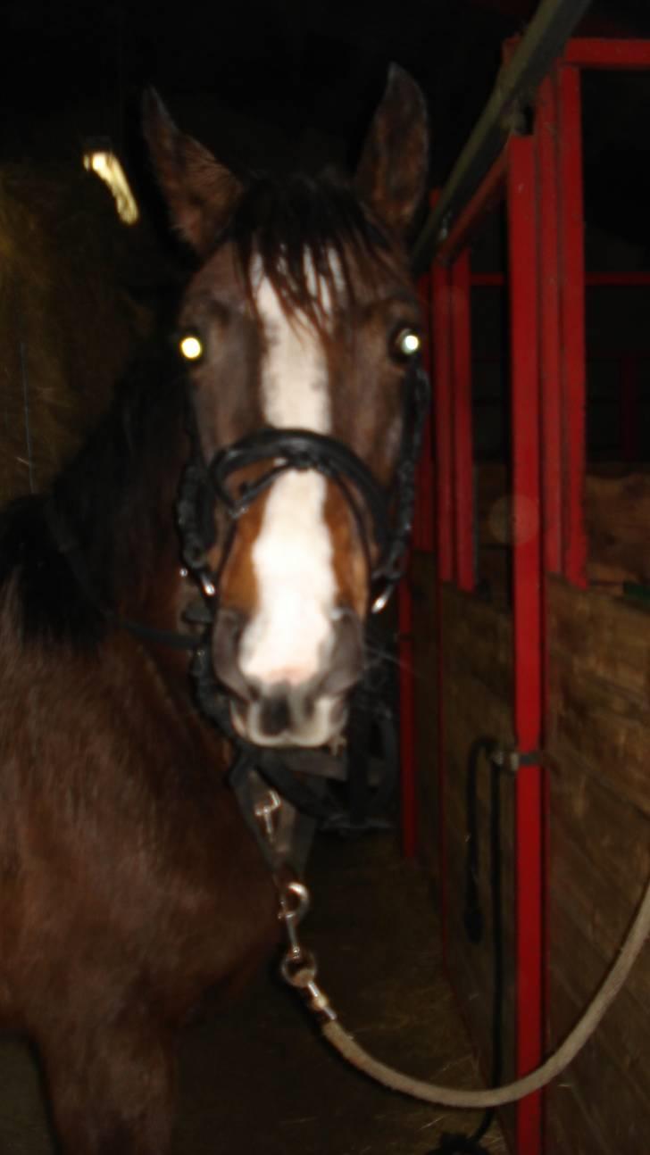 Anden særlig race kia - så har lille hyp fået trense på... billede 10