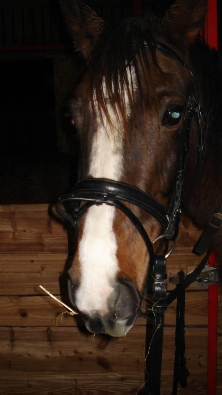 Anden særlig race kia - hun tog det bare så pænt... billede 12