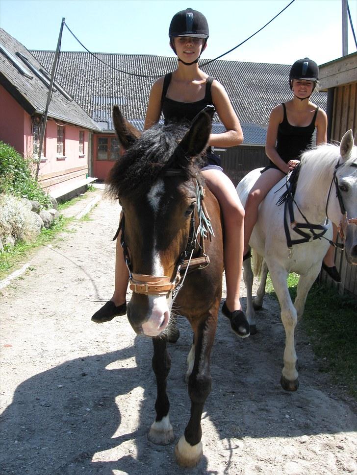 New Forest Margo  - Margo og Camilla på vej til fold. Fotograf: mig billede 16