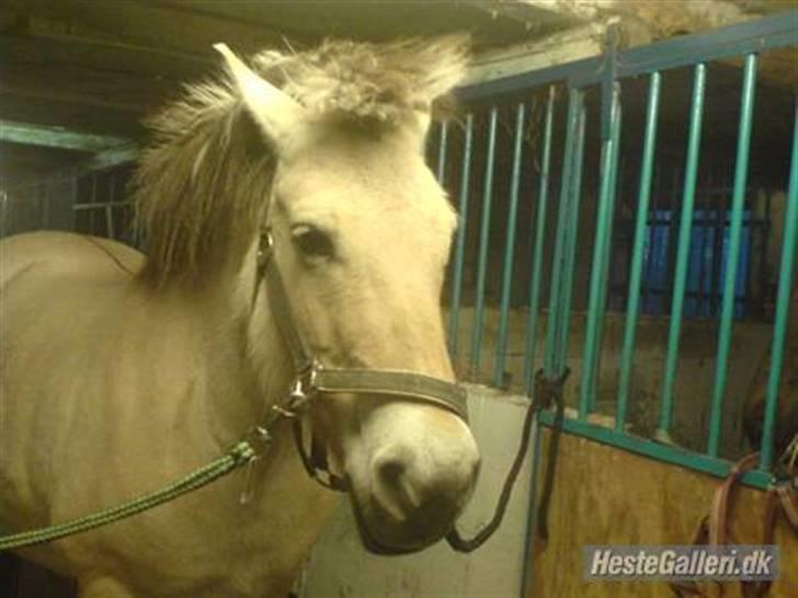 Fjordhest LOTTE Gl. PART billede 11