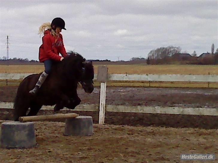 Shetlænder Bamse - Selv spring pony kan jeg være.  :) billede 2