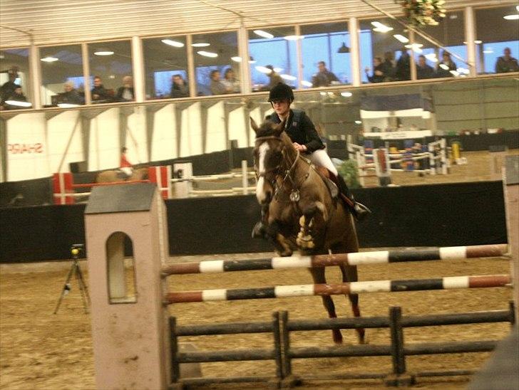 Holstener Mr. Rocky  - Ballerup LA** billede 8