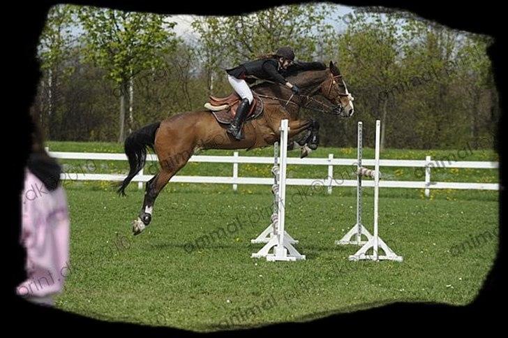 Holstener Mr. Rocky  - Sidste spring i omhop - finale blev  3´er <3 billede 10