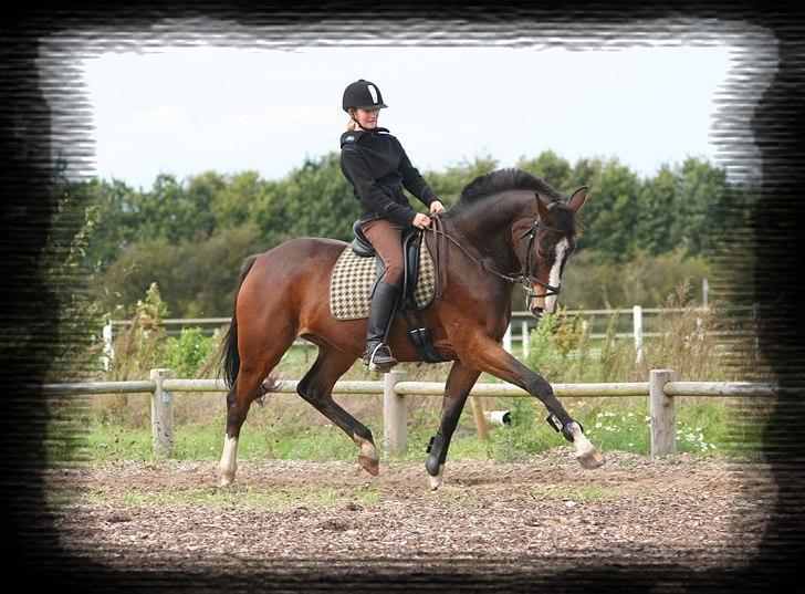 Holstener Mr. Rocky  - Dressur 2005 billede 11