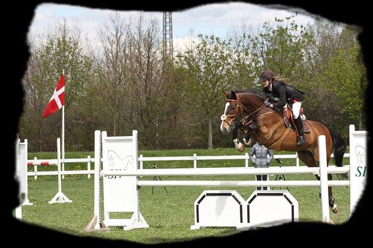 Holstener Mr. Rocky  - Vallensbæk <3 billede 13