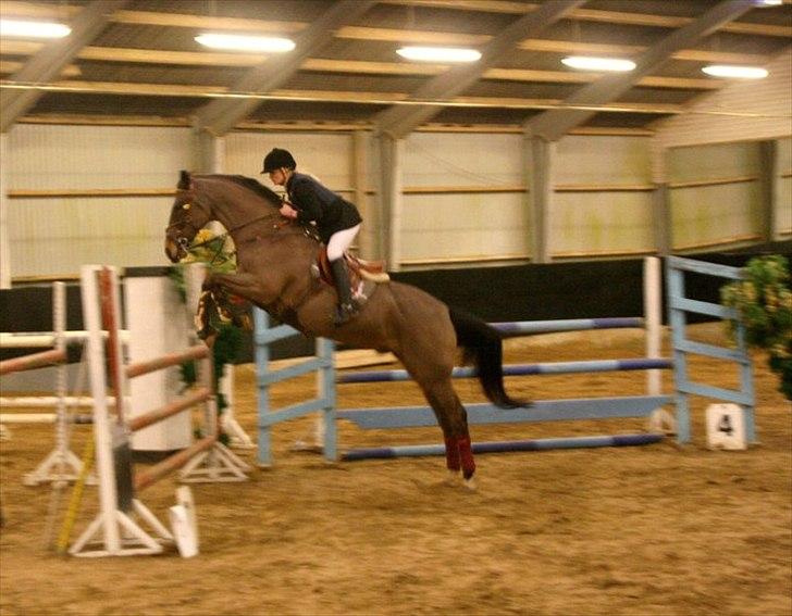 Holstener Mr. Rocky  - La ballerup - sød hest!  billede 14