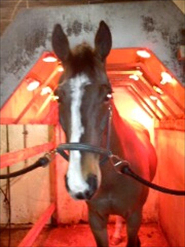 Holstener Mr. Rocky  - Rockys trofaste solarie! <3 billede 15