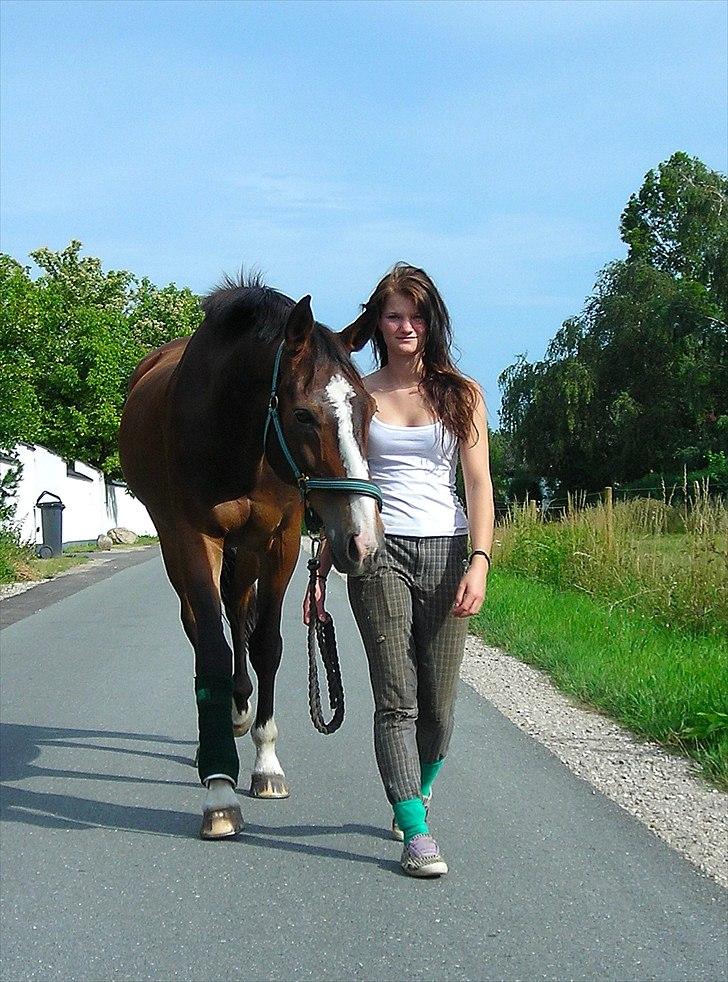 Holstener Mr. Rocky  -  2009 Seneskade - betyder meget for mig at han er kommet sig 100 % (én af vores 1000 gårture<3)) billede 17