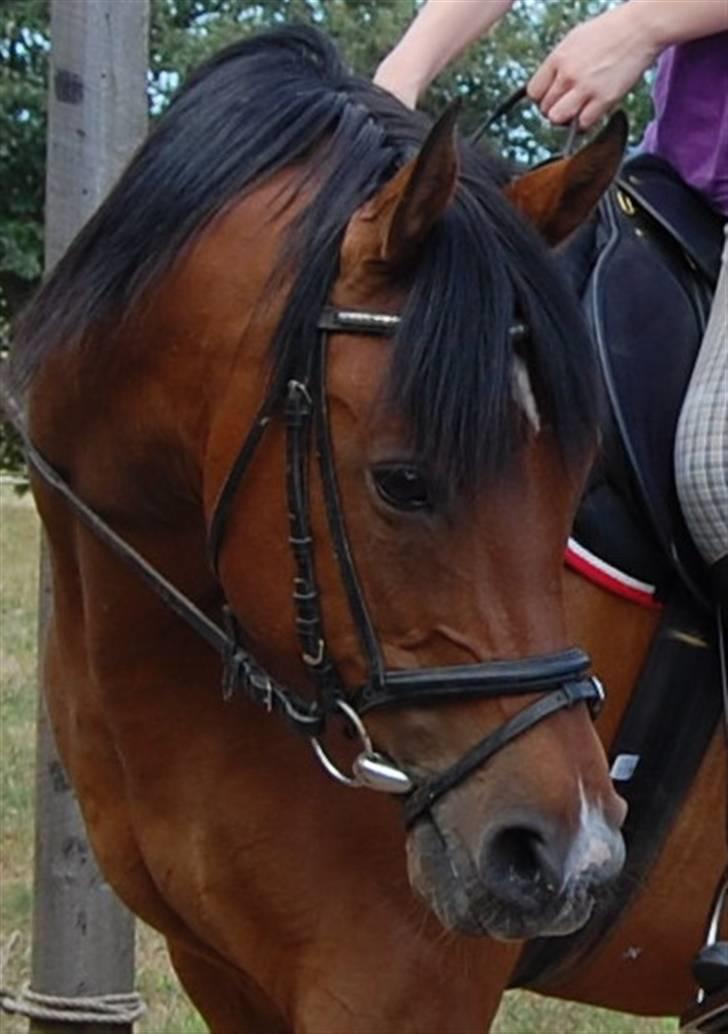 Arabisk fuldblod (OX) Newado - Velkommen til Newado´s profil:) billede 1