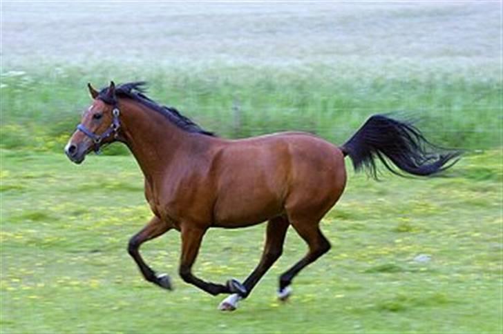 Arabisk fuldblod (OX) Newado - Fuld fart derud  ;) billede 2