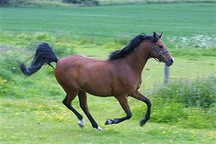 Arabisk fuldblod (OX) Newado - Newado top tunet - skulle have taget billeder til et eller andet hesteblad :P billede 3