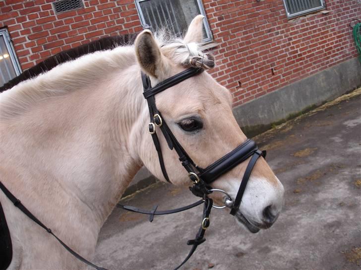 Fjordhest Prins solgt - Ponyens smukke hoved<3 billede 2