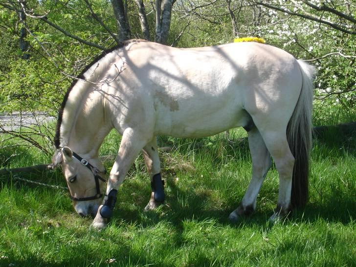Fjordhest Prins solgt - Wee:p skovtur med tøserne<3 vi havde en dejli tur til moesgård:) billede 3