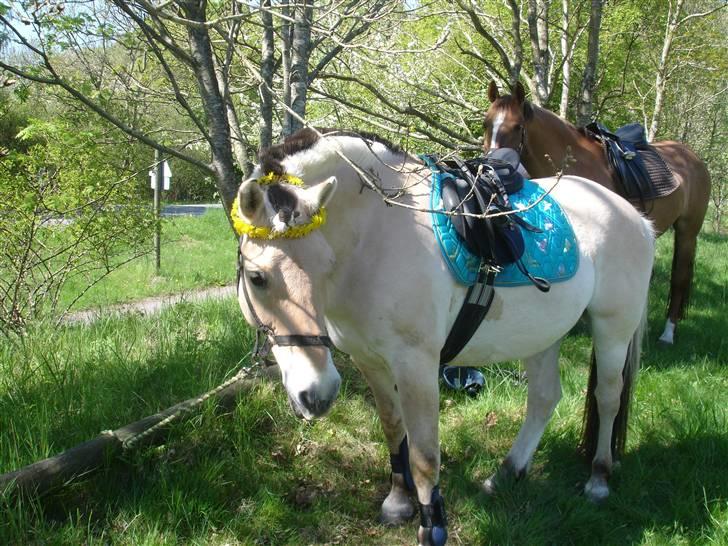 Fjordhest Prins solgt - Et til fra skovturen:) Prins med prinsekrone på:p billede 4