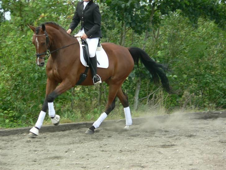 Traver Kalibra Orholm - Se flere stævne billeder i fotoalbummet (Troldhøjgaard) billede 17
