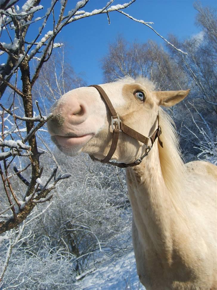 Palomino Axell's Fleetwood - Marts 2008 billede 14