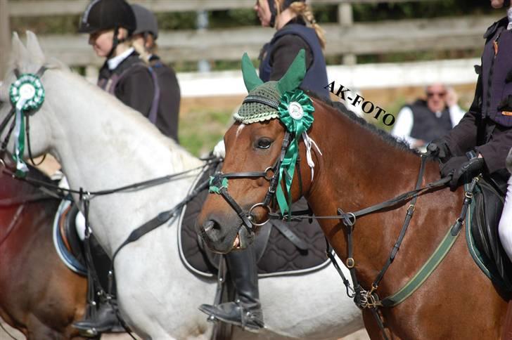 New Forest Don Juan <3 *red engang* - 5# *nyt*Springstævne d.14/09 vandt en 4.plads <3 billede 5