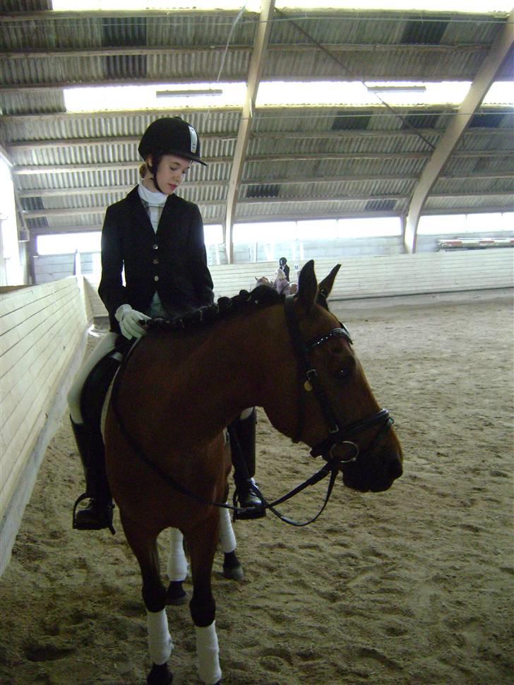 New Forest Don Juan <3 *red engang* - 6#Dressur stævnet. d. 17/05 billede 6