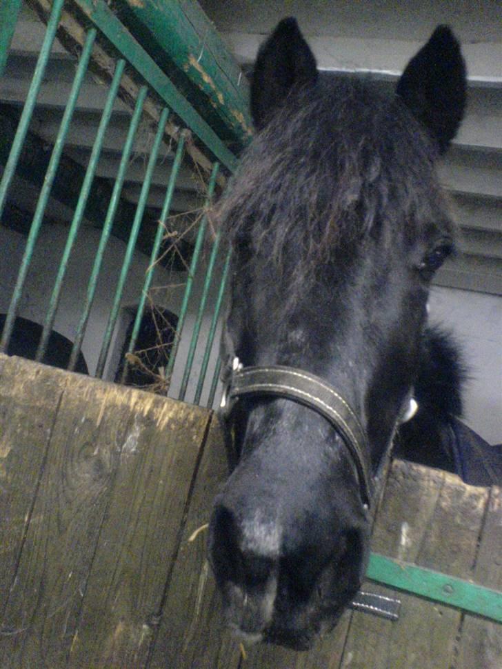 Welsh Cob (sec D) G. Black Surprise (SOLGT) - kuk kuk :D billede 12