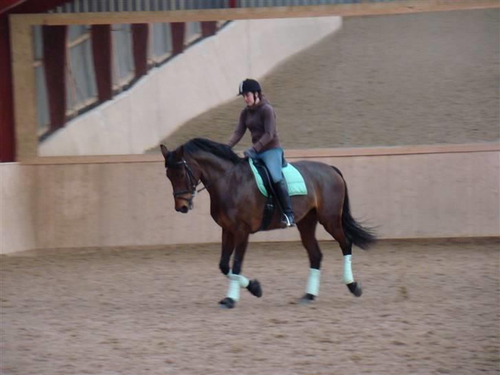 Dansk Varmblod Kongelunden Anastacia RIP - trav 12/1-08 billede 5