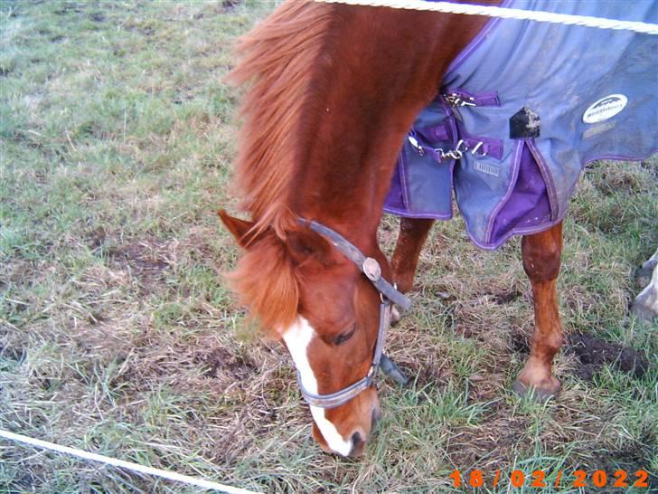 Sportsaraber (A) Snicker - min lille puller nus <3 billede 3