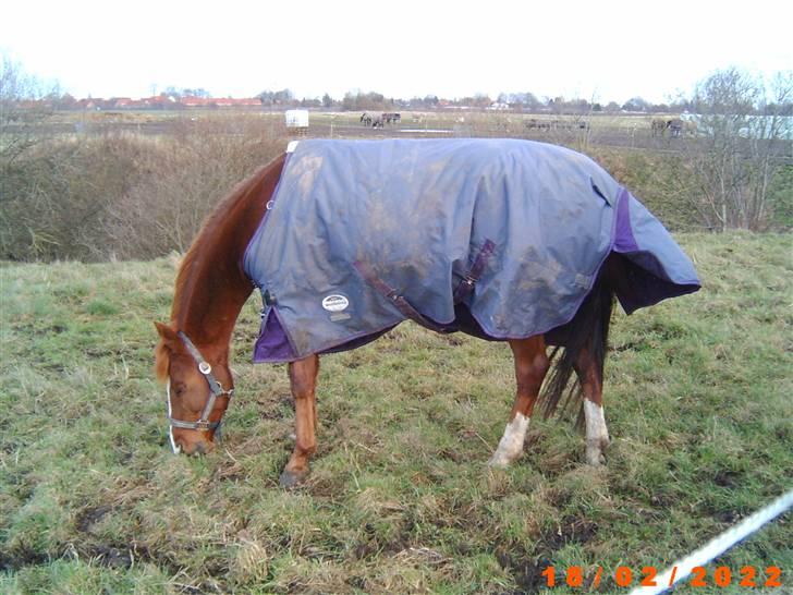 Sportsaraber (A) Snicker - minmin´ elskede snicker billede 7