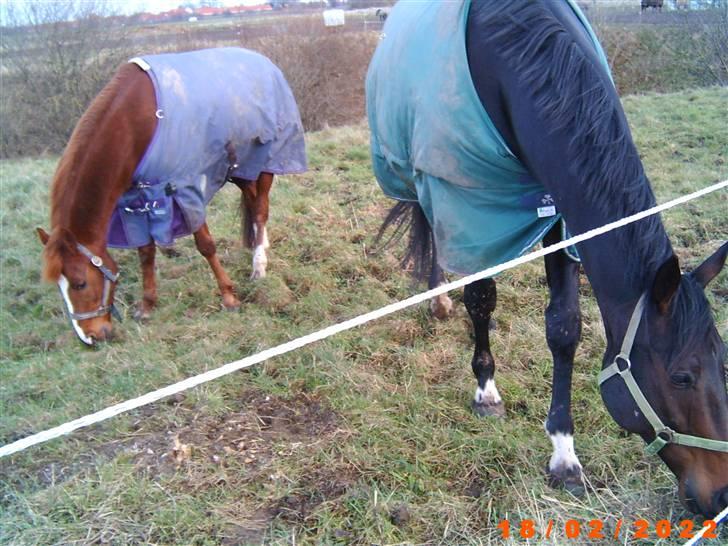 Sportsaraber (A) Snicker - snicker og chrevi´s caviale er de ikke søde?  billede 8