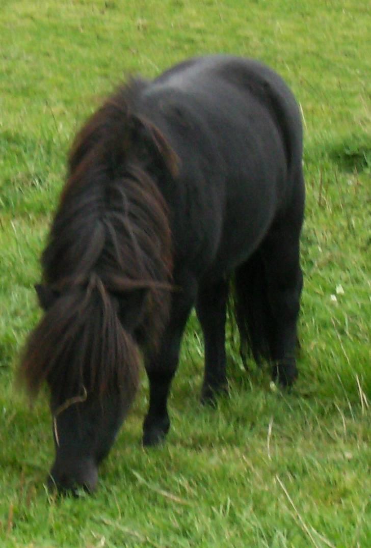 Shetlænder Jolly Jumper  billede 6