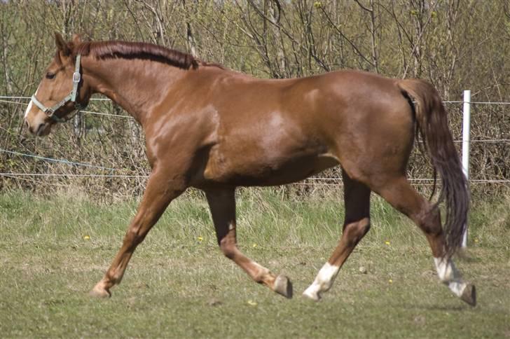 Dansk Varmblod Casandro billede 8