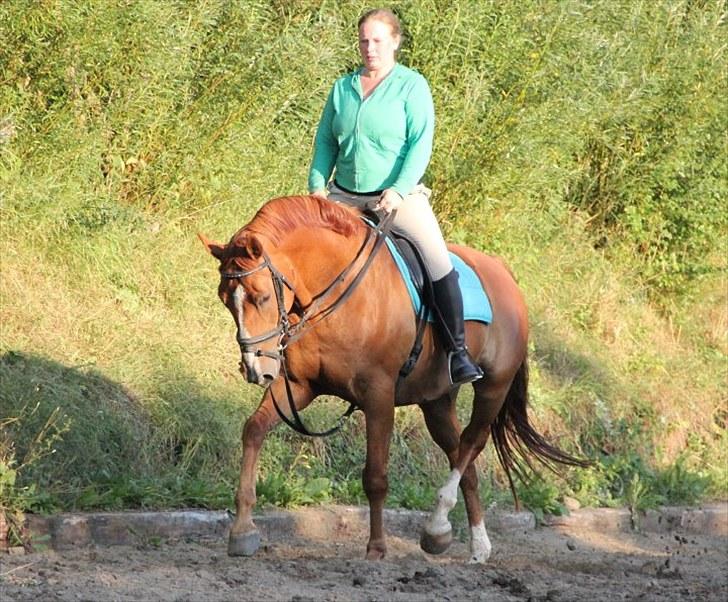 Dansk Varmblod Casandro billede 9